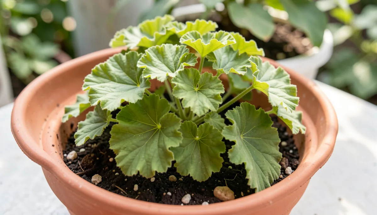 Что это за растение и чем оно отличается от обычной герани