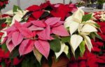 Рождественская птица - пуансеттия: уход, подкормка и способы размножения