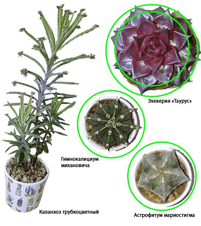 Комнатные растения, Комнатные растения, Суккуленты, Кактус, Хобби, Длиннопост