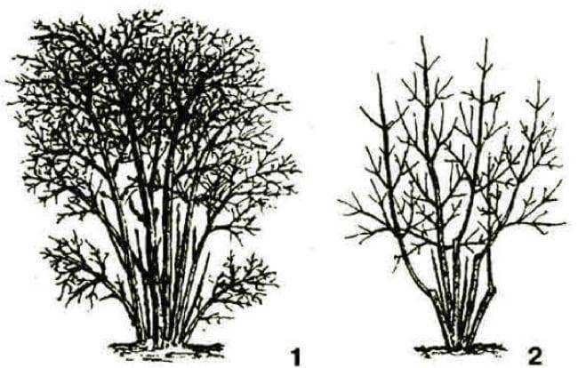 Обрезка кустов жимолости для лучшего плодоношения жимолости