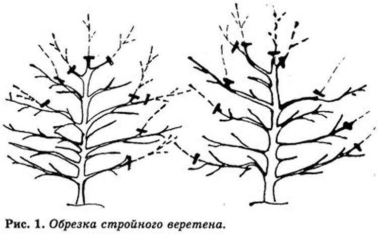 Обрезка яблони весной: способы обрезки и советы для начинающих