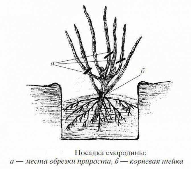 Живая изгородь - кустарник, способный преобразить ваш сад!