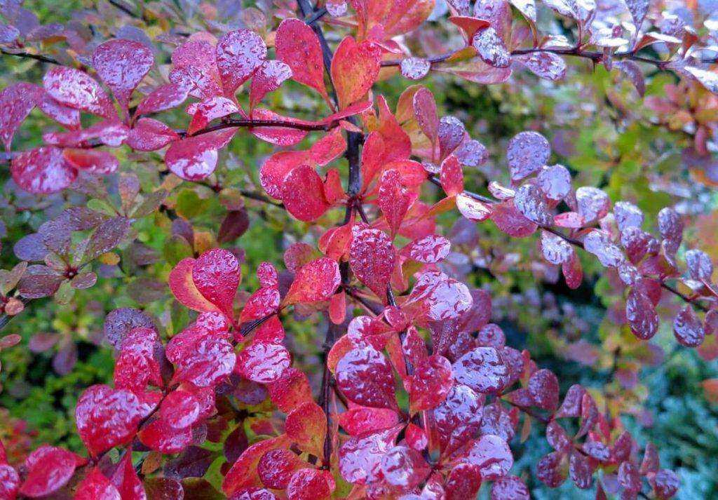 Berberis Anthropurpurea