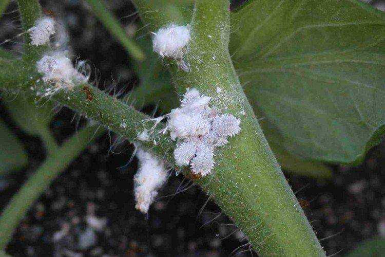 Pseudomonas mealybug: Что это такое и как это выглядит?