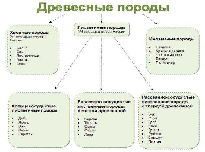 Классификация пород древесины