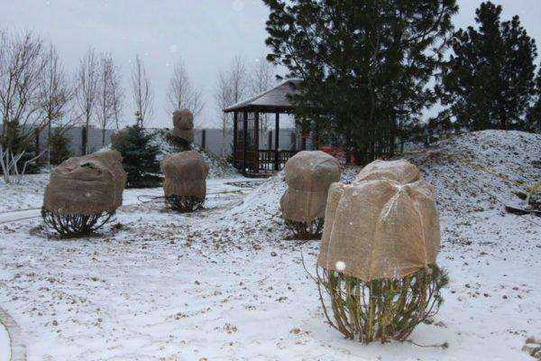 Перезимовавшие кусты барбариса