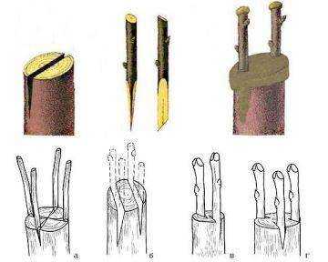 Схема прививки черенков