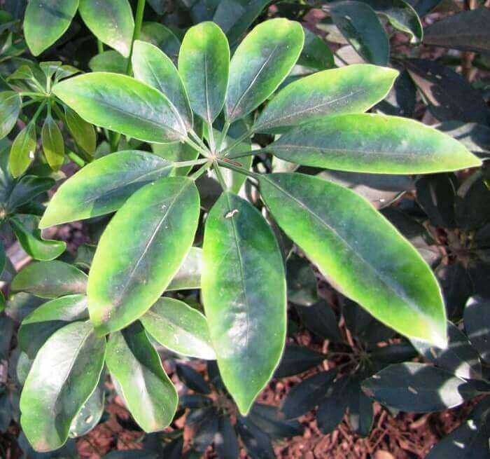 Schefflera