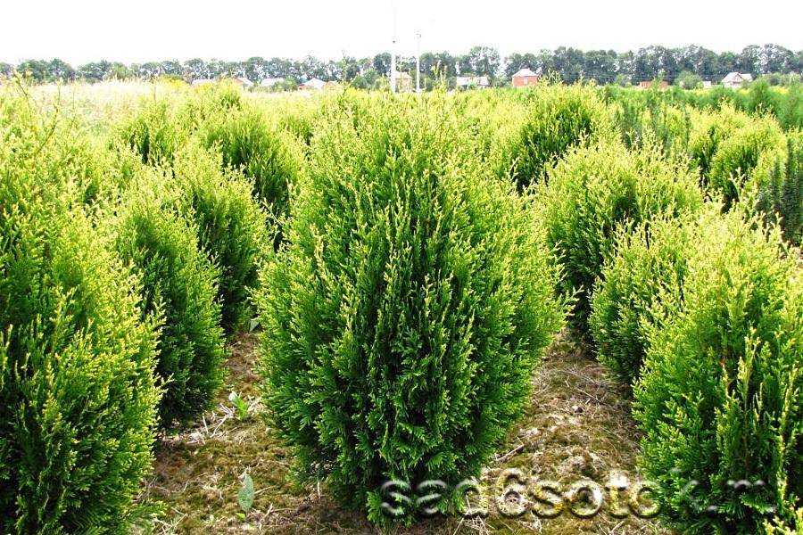 Thuja aphyllum