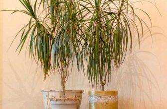 Как цветет Dracaena на домашней фотографии.