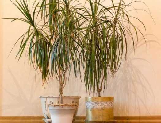 Цветок Dracaena - что он приносит в дом, как за ним ухаживать, как выглядит дерево счастья Dracaena?