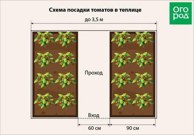 Схема посадки томатов в теплице