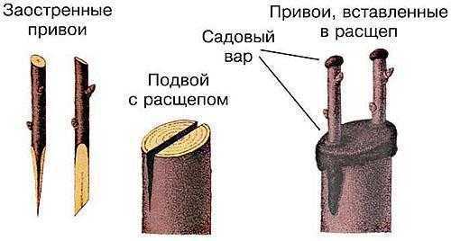 Посев семян, смазывание сургучом