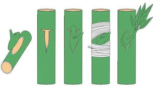 Прививка почковыми прививками