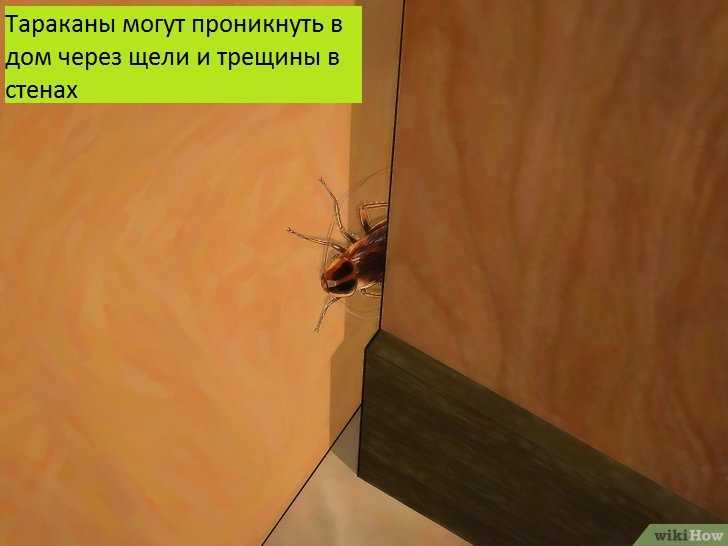 Девять методов удаления тараканов. Что лучше: сделать его дома или использовать покупной?