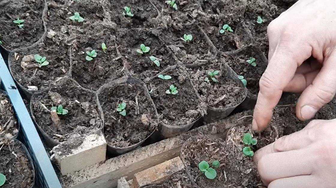 Саженцы зеленой фиалки в горшках