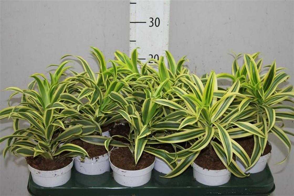 Dracaena