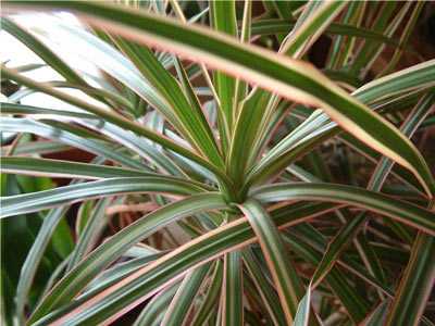 Почему Dracaena теряет листья и как ее спасти?