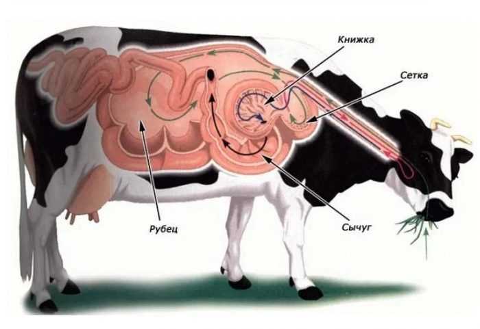 Желудок коровы