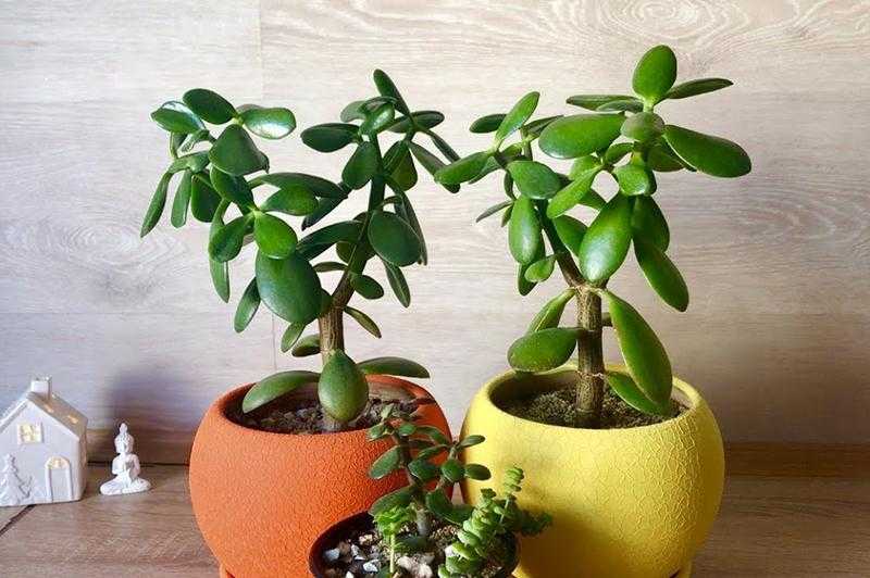 Crassula 