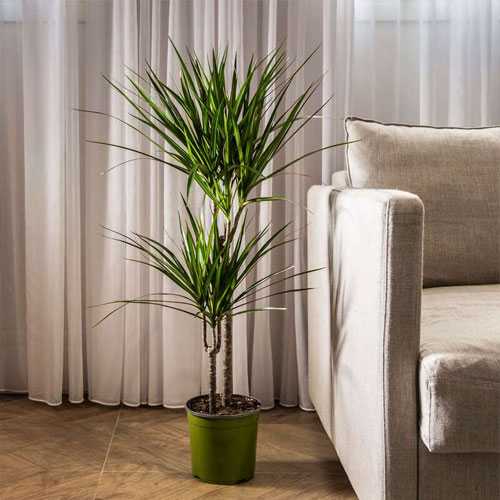 Dracaena marginata