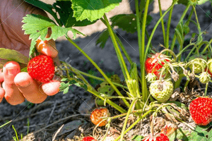 Завязи клубники опадают и желтеют