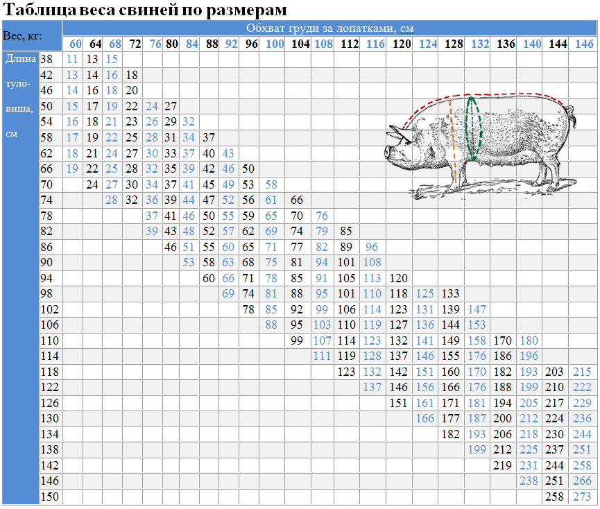 Таблица веса свиней по размерам