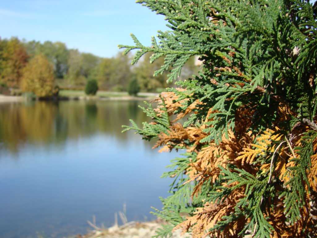 Увядание хвойных пород деревьев на западной туе (Thuja pendula)