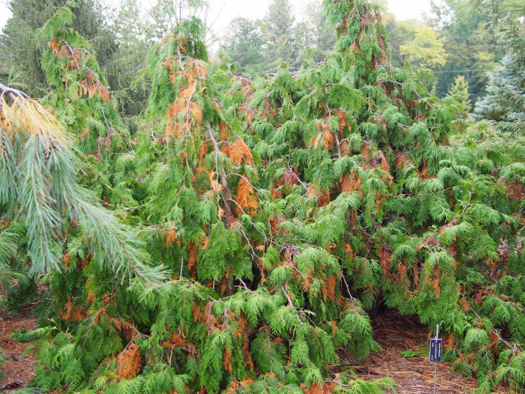 Thuja occidentalis Pendula