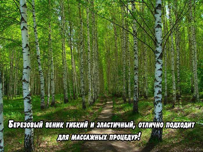 Как правильно вязать березовый веник? Преимущества веника! Веник, баня, длиннопост