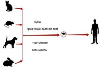 Как защититься от блох в погребе