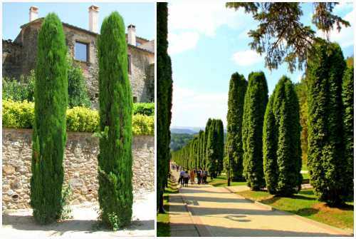 Cupressus sempervirens