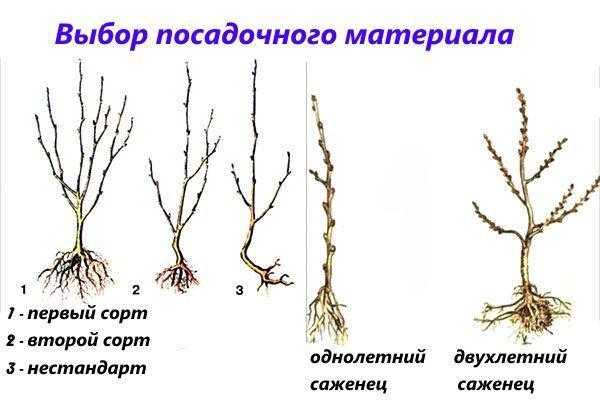 выбор посадочного материала