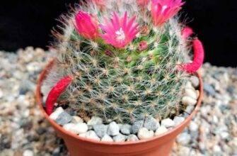 Как ухаживать за кактусами Mammillaria?