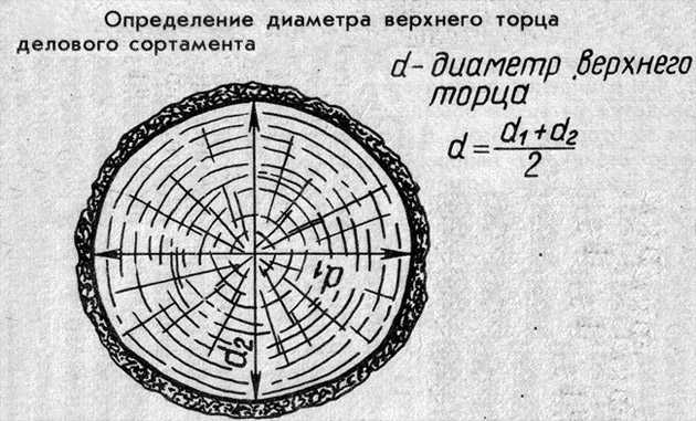 Вид поперечного сечения бревна