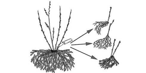 Размножение ежевики делением кустов