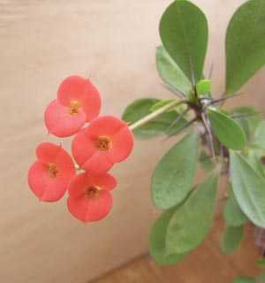 Молочный чертополох или молочный чертополох Милли (Euphorbia Milli)