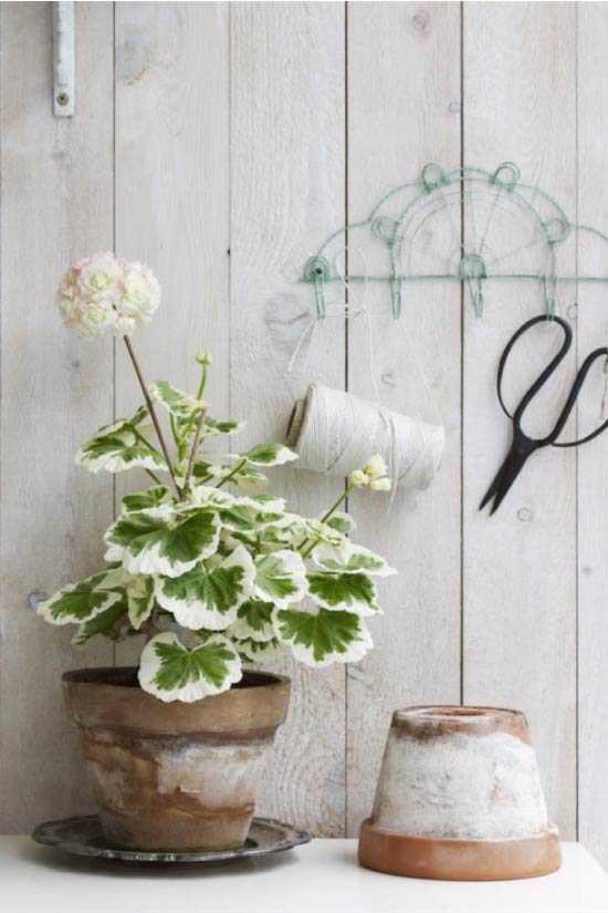 Geranium variegata