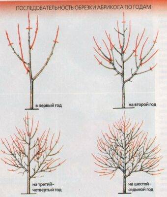 Обрезка абрикосов