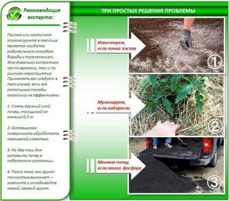Что делать, если почва в теплице позеленела?