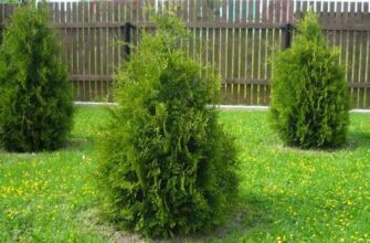 Thuja smargd сколько вырастает за год