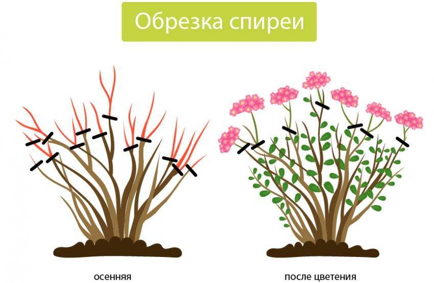 Обрезка спиреи