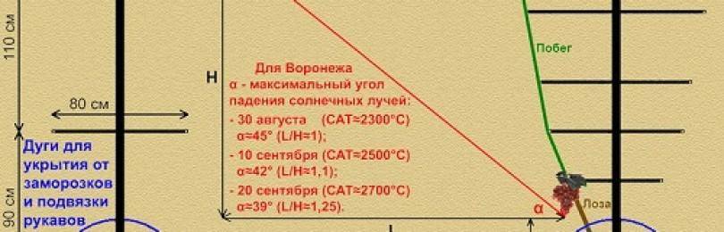 Лучшие системы посадки винограда