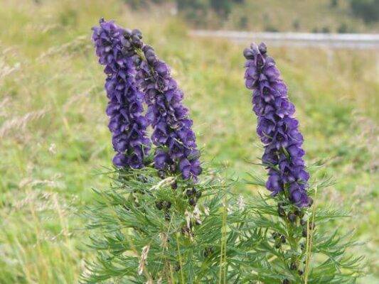 Aconitum.jpg