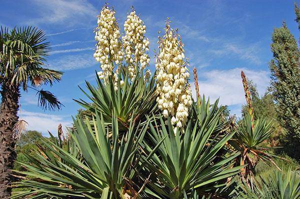 Yucca filamentosa в дикой природе