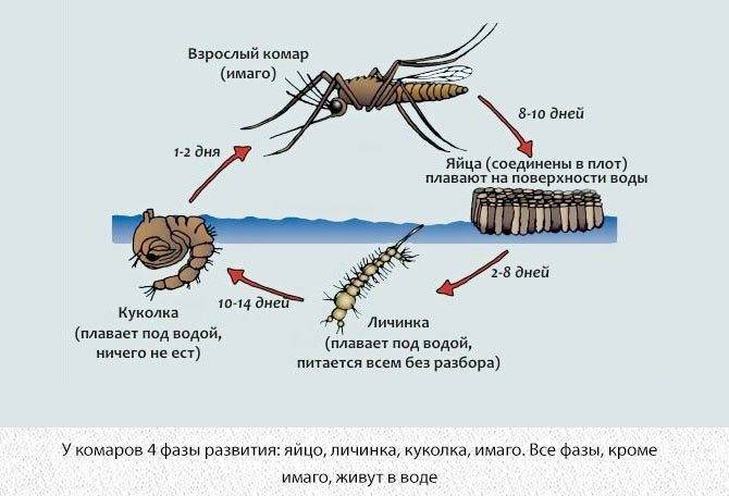 Жизненный цикл комара