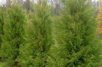 Какая корневая система у Thuja brabant?