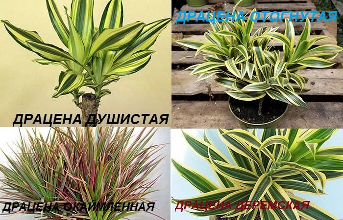 Виды Dracaena