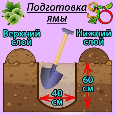 как посадить крыжовник