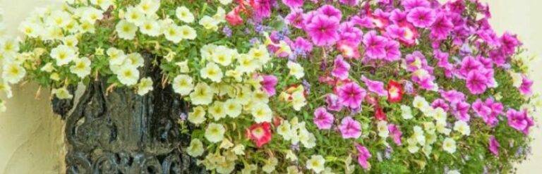 Какие цветы любят солнечную сторону дома?